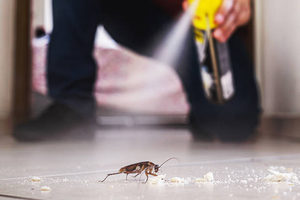 Flea Control Services in Canton, OH